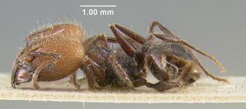 Media type: image;   Entomology 22818 Aspect: habitus lateral view